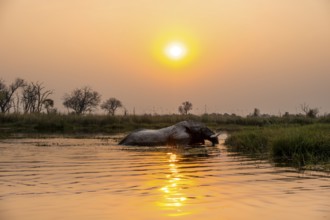 African elephant (Loxodonta africana) swimming in the swamp, at sunset, Xakanaxa Lagoon, Okavango