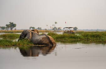 African elephant (Loxodonta africana) in the swamp, tourist boat on safari in the lagoon, Xakanaxa