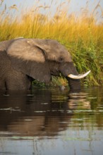 African elephant (Loxodonta africana) in the swamp, eating fern, animal portrait, Xakanaxa Lagoon,