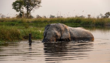 African elephant (Loxodonta africana) in the swamp, in the evening light, Xakanaxa Lagoon, Okavango