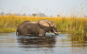 African elephant (Loxodonta africana) in the swamp, Xakanaxa Lagoon, Okavango Delta, Moremi Game