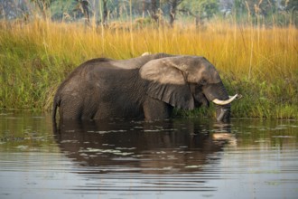 African elephant (Loxodonta africana) grazing in the swamp, Xakanaxa Lagoon, Okavango Delta, Moremi