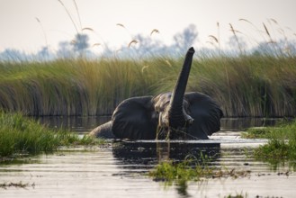 African elephant (Loxodonta africana) swimming in the swamp, trunk raised, Xakanaxa Lagoon,