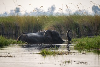 African elephant (Loxodonta africana) swimming in the swamp, Xakanaxa Lagoon, Okavango Delta,