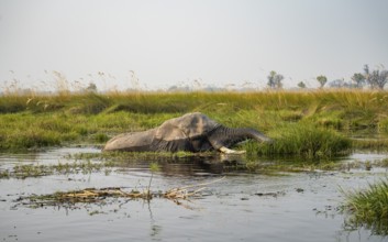 African elephant (Loxodonta africana) swimming in the swamp, grazing, Xakanaxa Lagoon, Okavango