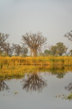 Wetland with dead trees and reeds, Xakanaxa Lagoon, Okavango Delta, Moremi Game Reserve, Botswana