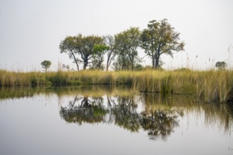 Marsh Landscape with Trees and Reeds, Xakanaxa Lagoon, Okavango Delta, Moremi Game Reserve,