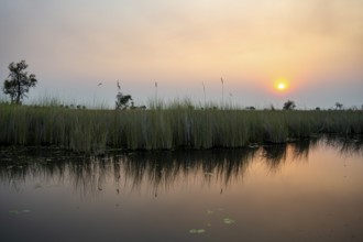 Marsh landscape with reeds and lake at sunset, Xakanaxa Lagoon, Okavango Delta, Moremi Game