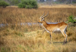Letschwe or lychee moor antelope (Kobus leche), adult male, Xakanaxa, Okavango Delta, Moremi Game