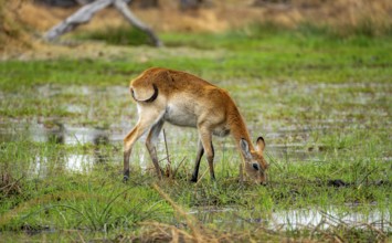 Letschwe or lychee moor antelope (Kobus leche), grazing on the shore, Xakanaxa, Okavango Delta,