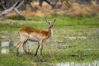 Letschwe or lychee moor antelope (Kobus leche), on the lakeshore, Xakanaxa, Okavango Delta, Moremi