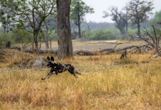 African wild dog (Lycaon pictus) running, hunting, Xakanaxa, Okavango Delta, Moremi Game Reserve,