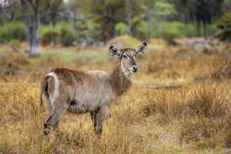 Elliptic waterbuck (Kobus ellipsiprymnus), Okavango Delta, Moremi Game Reserve, Botswana