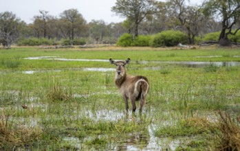 Elliptic waterbuck (Kobus ellipsipiprymnus), standing in shallow water, Okavango Delta, Moremi Game