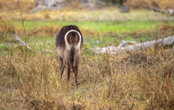 Elliptic waterbuck (Kobus ellipsipiprymnus), in the grass from behind, Okavango Delta, Moremi Game