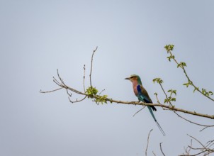 Forked Roller (Coracias caudatus) sitting on a branch in front of a blue sky, Xakanaxa, Okavango