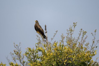Black Kite (Milvus migrans) sitting on a branch against a blue sky, Xakanaxa, Okavango Delta,