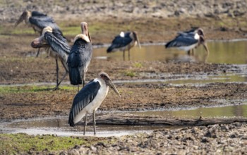 Marabou (Leptoptilos crumenifer), group standing at the water's edge, Xakanaxa, Okavango Delta,