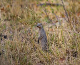 Zebra mongoose (Mungos mungo) standing upright, Xakanaxa, Okavango Delta, Moremi Game Reserve,