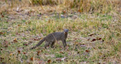 Zebra mongoose (Mungos mungo), Xakanaxa, Okavango Delta, Moremi Game Reserve, Botswana