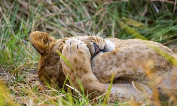 Lion (Panthera Leo) young lion lying asleep in the grass, paw over his eyes, funny, Xakanaxa,