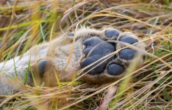Lion (Panthera Leo) detail, front paw in the grass, Xakanaxa, Moremi Game Reserve, Botswana