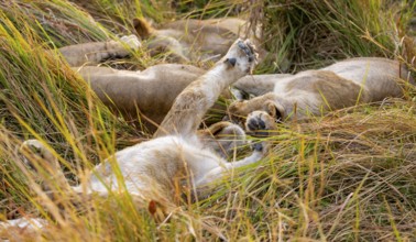 Lion (Panthera Leo) young lion lying sleepily in the grass, stretching, Xakanaxa, Moremi Game