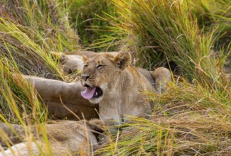 Lion (Panthera Leo) young lion yawning, sticking out his tongue, funny, Xakanaxa, Moremi Game