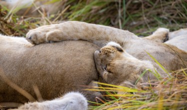 Lion (Panthera Leo) young lion lying asleep in the grass, cuddling, Xakanaxa, Moremi Game Reserve,