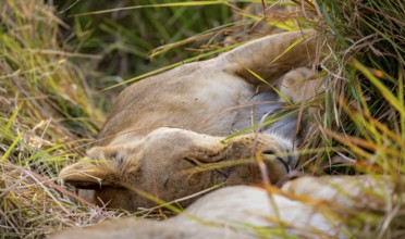 Lioness (Panthera leo) lying asleep in the grass, Xakanaxa, Moremi Game Reserve, Botswana