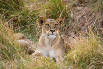 Lioness (Panthera leo) lying in the grass, Xakanaxa, Moremi Game Reserve, Botswana