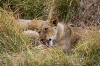 Lioness (Panthera leo) lying in the grass, grooming, Xakanaxa, Moremi Game Reserve, Botswana