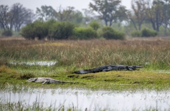 Nile crocodiles (Crocodylus niloticus), Xakanaxa, Okavango Delta, Moremi Game Reserve, Botswana