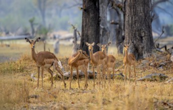 Impala (Aepyceros melampus) small herd with females, Xakanaxa, Okavango Delta, Moremi Game Reserve,