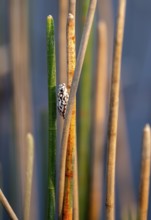 Marble reed frog (Hyperolius marmoratus), white patterned frog sitting on a papyrus, Xakanaxa