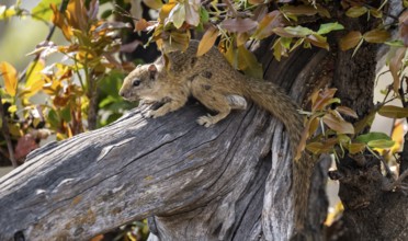 Ochre-footed bush squirrel (Paraxerus cepapi) on a branch, Xakanaxa, Okavango Delta, Moremi Game