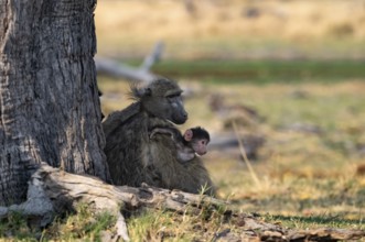Bear baboon (Papio ursinus) mother and young sitting in the shade, Okavango Delta, Moremi Game