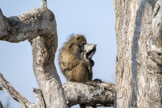 Bear baboon (Papio ursinus) sitting on a branch, Okavango Delta, Moremi Game Reserve, Botswana