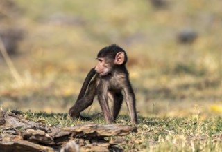 Bear baboon (Papio ursinus) young, Okavango Delta, Moremi Game Reserve, Botswana