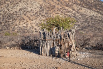 Himba goat barn, traditional Himba village in the savanna, arid countryside, Kaokoveld, Kunene,