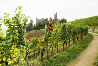 Castle and autumnal vineyards, Ortenberg Castle, Ortenberg, Kinzigtal, Ortenau, Black Forest,