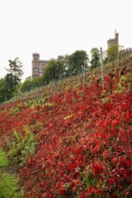 Castle and autumnal vineyards, Ortenberg Castle, Ortenberg, Kinzigtal, Ortenau, Black Forest,
