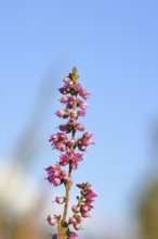 Flowering heather (Calluna vulgaris), heather, Trupacher Heide nature reserve, Siegen, North
