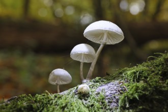 Ringed beech slime beetle (Oudemansiella mucida), on beech deadwood, Wilnsdorf, North