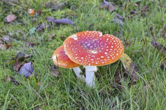 Red fly agaric (Amanita muscaria), fruiting body, in a meadow, close-up, Wilnsdorf, North