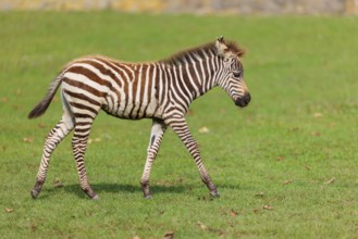A Grant's zebra foal (Equus quagga boehmi) runs across a green meadow on a sunny day. East Africa