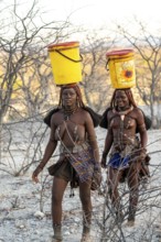 Himba woman fetching water, heavy buckets on their heads, traditional Himba, Kaokoveld, Kunene,