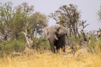Elephant (Loxodonta africana) in dry grass, bull, Xakanaxa, Moremi Game Reserve, Botswana