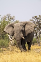 Elephant (Loxodonta africana) in dry grass, bull, Xakanaxa, Moremi Game Reserve, Botswana