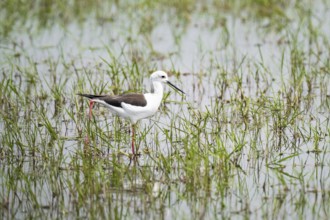 Black-winged Stilt (Himantopus himantopus), Xakanaxa, Okavango Delta, Moremi Game Reserve, Botswana